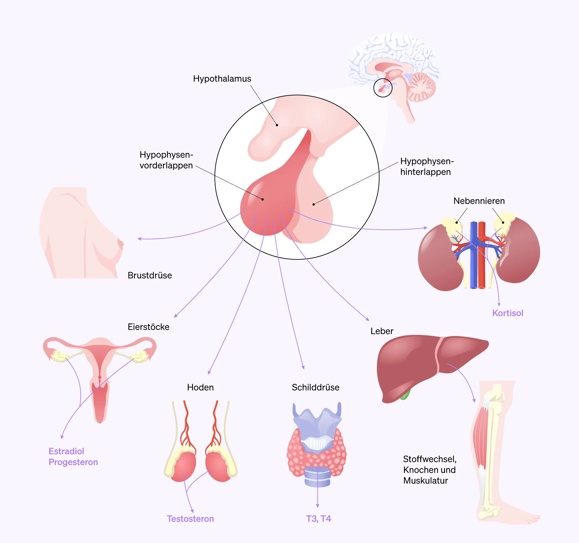 Im Hypophysen-Vorderlappen werden Hormone gebildet und in den Blutkreislauf abgegeben.